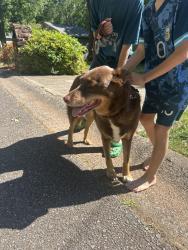 Reunited Female Dog last seen Creekbend/ creekview, Woodstock, GA 30188