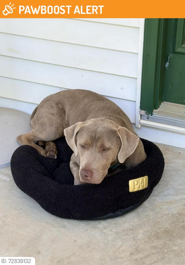 Found/Stray Unknown Dog last seen Northcutt Rd & Edmund Hwy, Lexington County, SC 29123