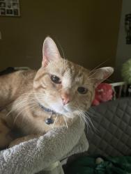 Lost Male Cat last seen Westerville road, Columbus, OH 43231