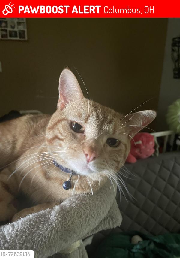 Lost Male Cat last seen Westerville road, Columbus, OH 43231