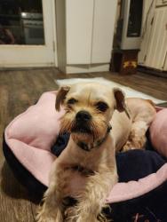 Found/Stray Male Dog last seen Carya Pond Lane, Charlotte, NC 28215