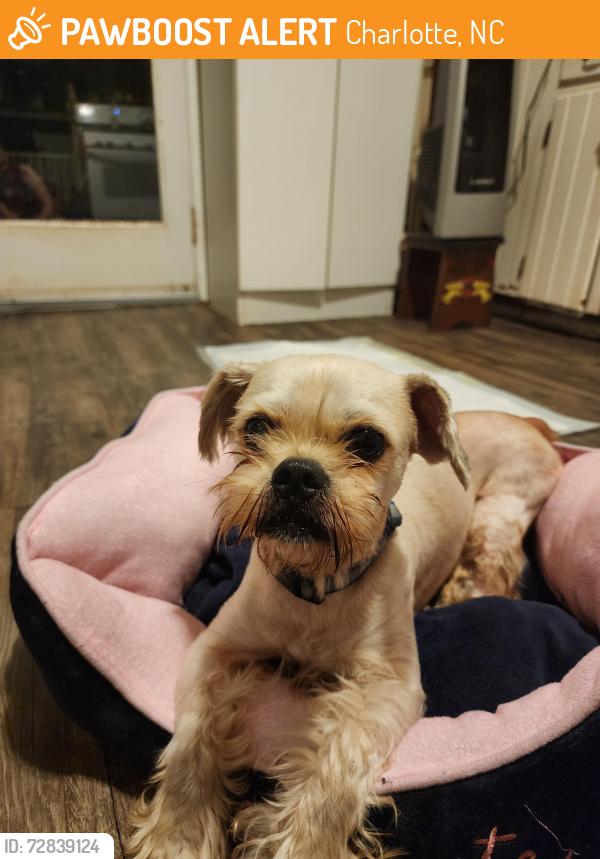 Found/Stray Male Dog last seen Carya Pond Lane, Charlotte, NC 28215