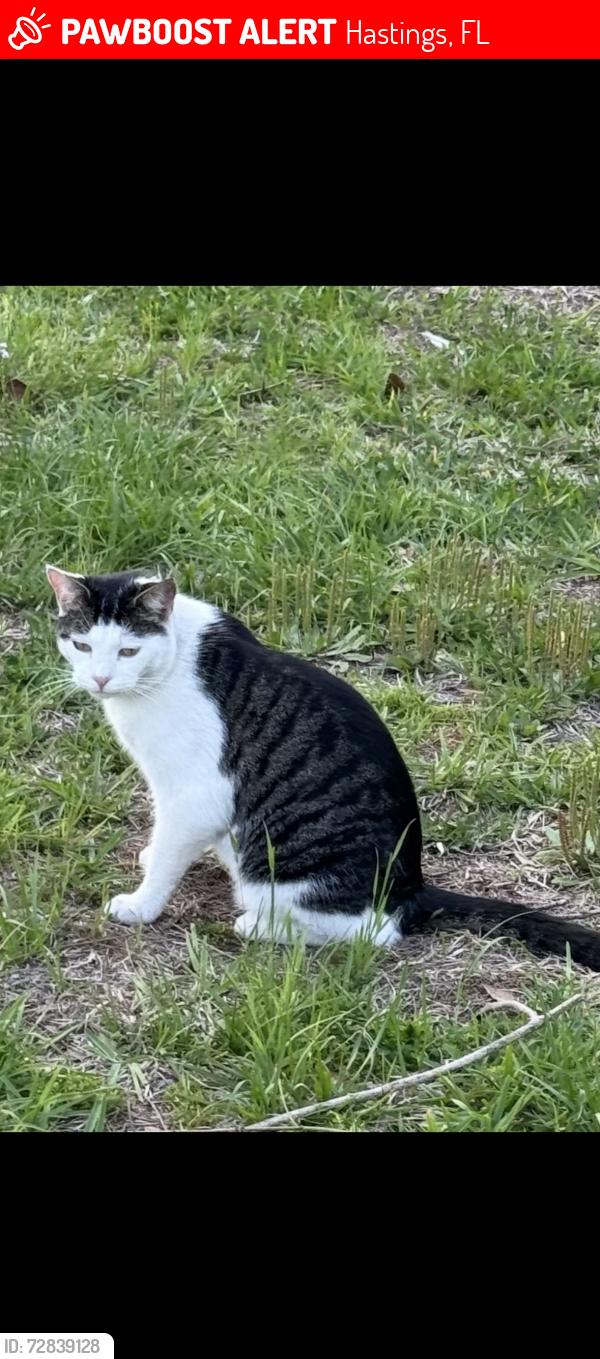 Lost Male Cat last seen State Road 206, Hastings, FL 32145