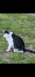 Lost Male Cat last seen State Road 206, Hastings, FL 32145
