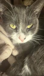 Lost Female Cat last seen Kippax, Kippax, England LS25