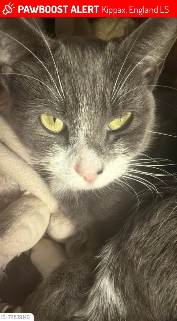 Lost Female Cat last seen Kippax, Kippax, England LS25