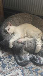 Lost Male Cat last seen George Hill, East Sussex, England TN32 5BQ