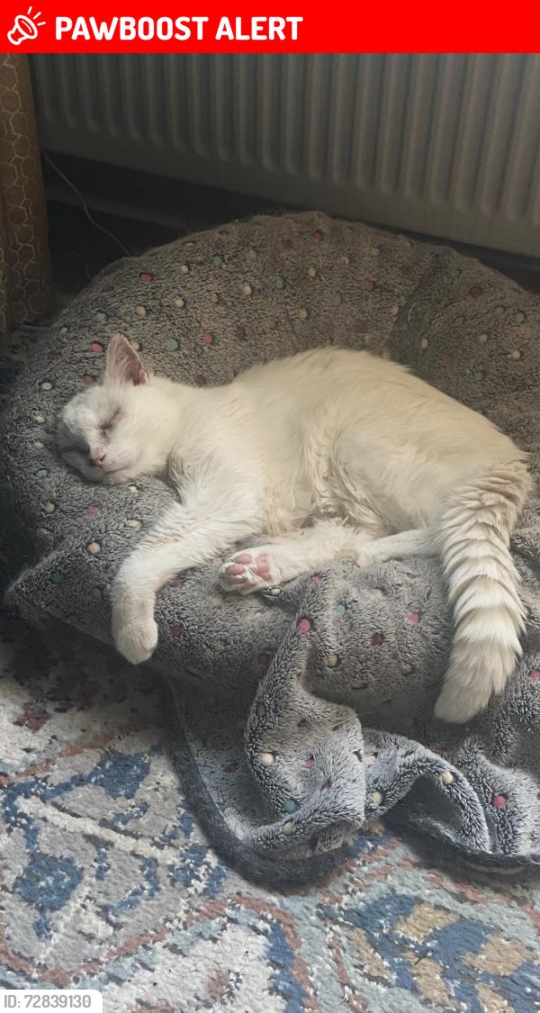 Lost Male Cat last seen George Hill, East Sussex, England TN32 5BQ