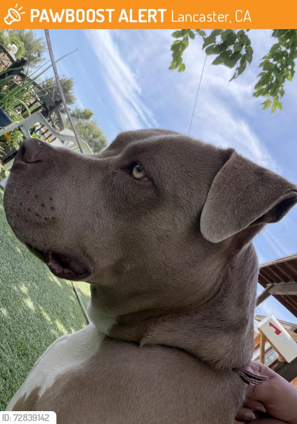 Found/Stray Female Dog last seen AVMC — AV hosp, Lancaster, CA 93534