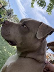 Found/Stray Female Dog last seen AVMC — AV hosp, Lancaster, CA 93534