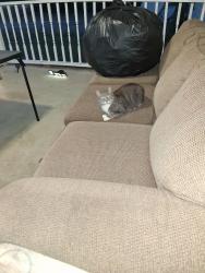 Found/Stray Female Cat last seen Sailors Rd , Madison County, GA 30646