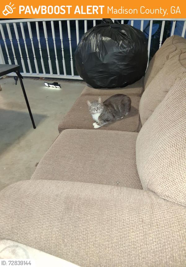 Found/Stray Female Cat last seen Sailors Rd , Madison County, GA 30646