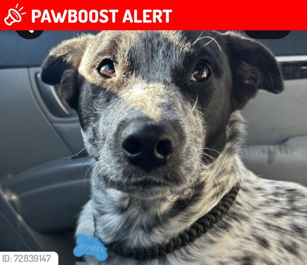 Lost Male Dog last seen N mountain rd, Apache Junction, AZ 85120