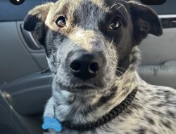 Lost Male Dog last seen N mountain rd, Apache Junction, AZ 85120