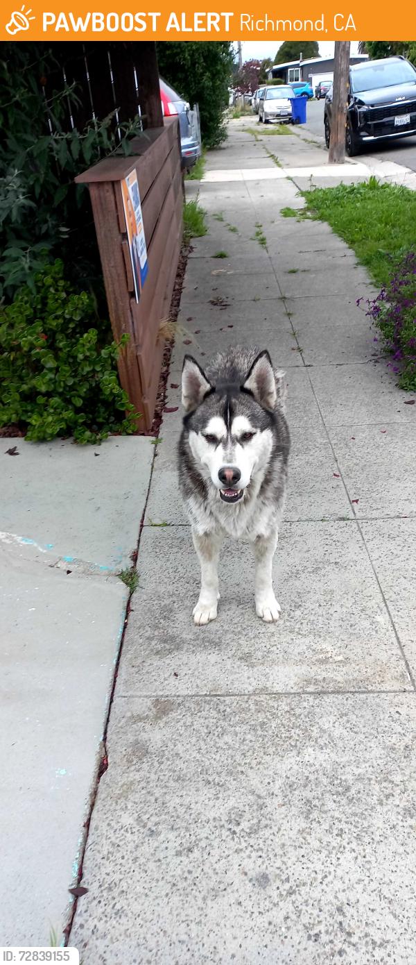 Found/Stray Unknown Dog last seen Spring Street and 29th Ave, Richmond, CA 94804