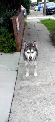 Found/Stray Unknown Dog last seen Spring Street and 29th Ave, Richmond, CA 94804