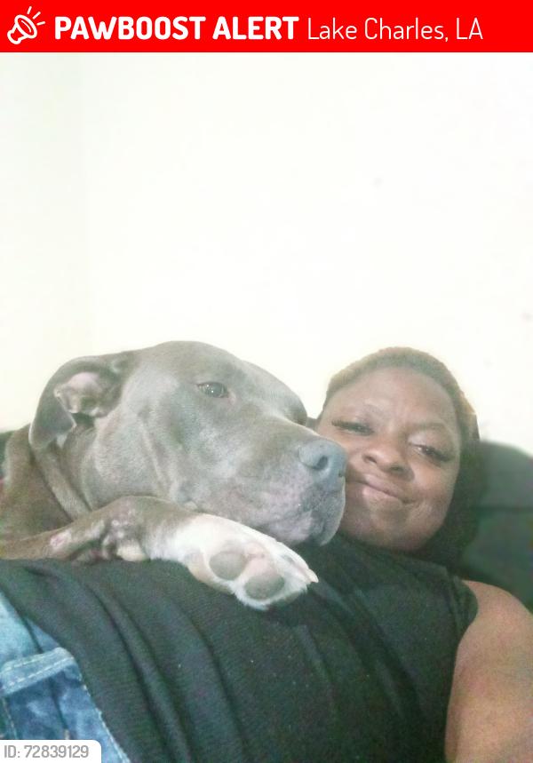 Lost Female Dog last seen Between Goos Blvd and tuck St, Lake Charles, LA 70601