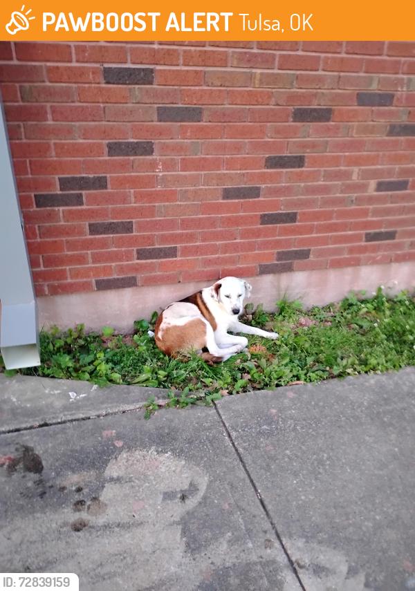 Found/Stray Male Other last seen Memorial and 31st. , Tulsa, OK 74145
