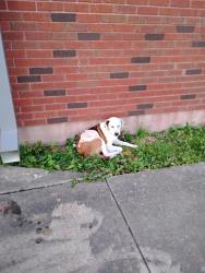 Found/Stray Male Other last seen Memorial and 31st. , Tulsa, OK 74145