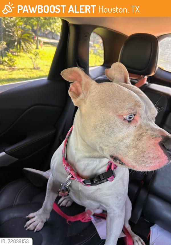 Found/Stray Male Dog last seen Peppermill , Houston, TX 77080