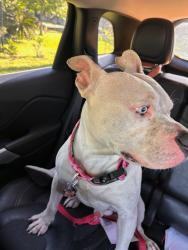 Found/Stray Male Dog last seen Peppermill , Houston, TX 77080