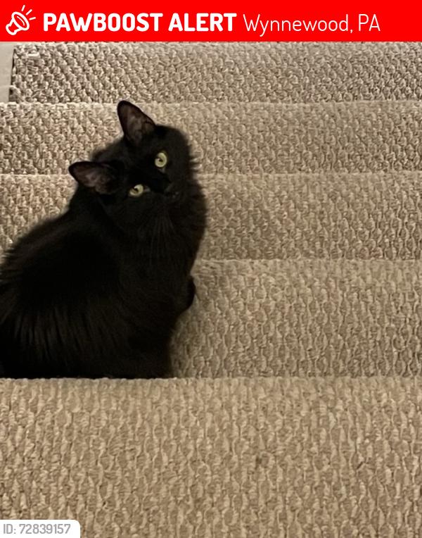 Lost Female Cat last seen Sus Rd Grenox Rd, Wynnewood, PA 19096