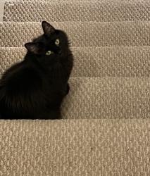Lost Female Cat last seen Sus Rd Grenox Rd, Wynnewood, PA 19096