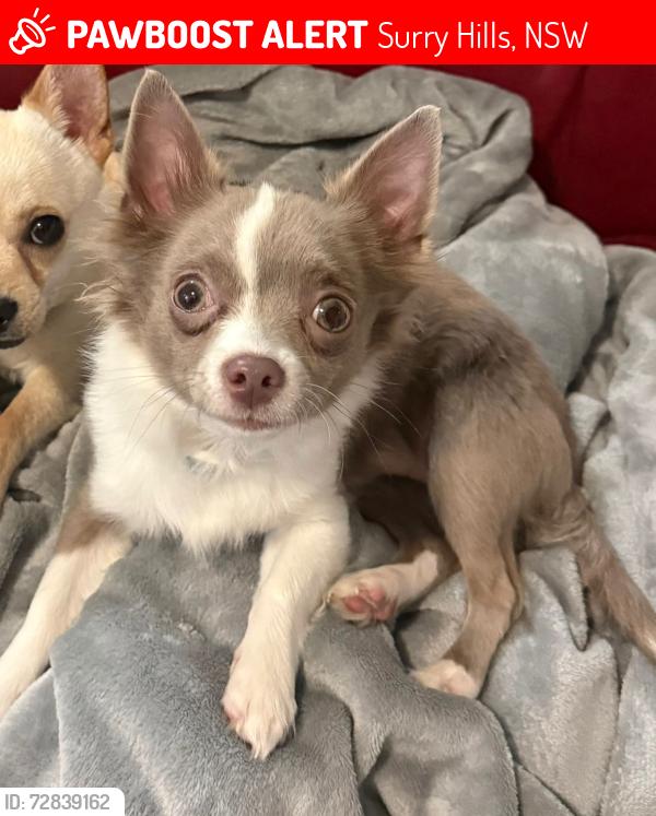 Lost Male Dog last seen Cleveland Street by The Bat and Ball hotel , Surry Hills, NSW 2010