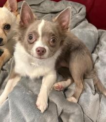 Lost Male Dog last seen Cleveland Street by The Bat and Ball hotel , Surry Hills, NSW 2010