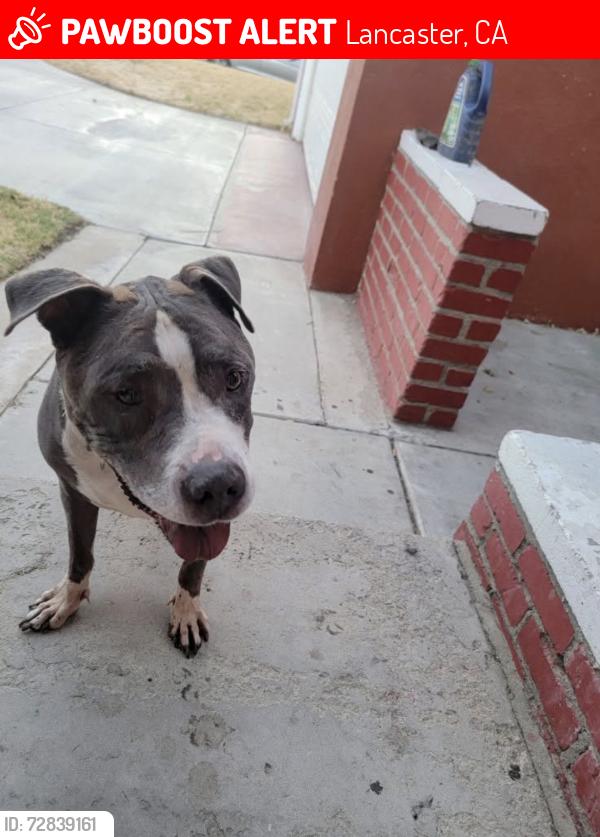 Lost Male Dog last seen Skate park, Lancaster, CA 93534