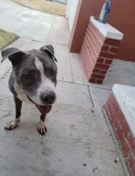 Lost Male Dog last seen Skate park, Lancaster, CA 93534