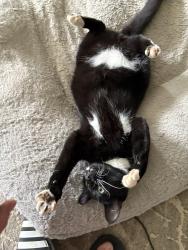 Lost Male Cat last seen Canby Grove Center, Canby, OR 97013