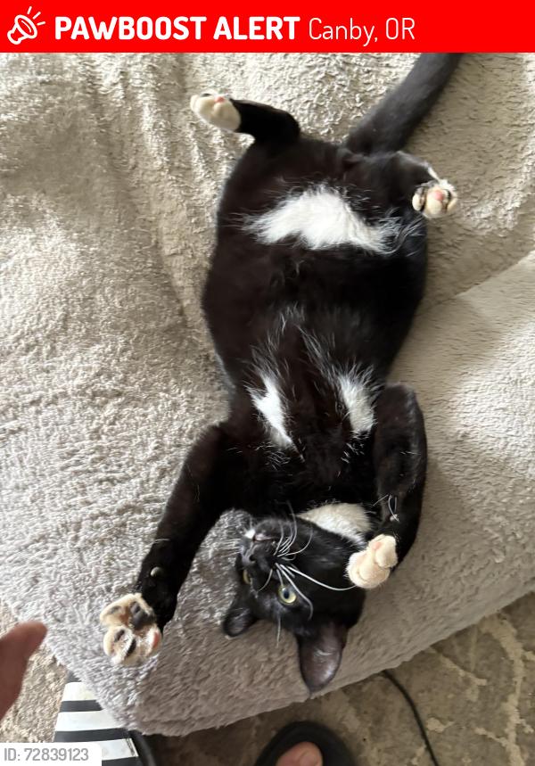 Lost Male Cat last seen Canby Grove Center, Canby, OR 97013