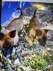 Lost Male Dog last seen Near street and 10th avenur, Miami, FL 33179