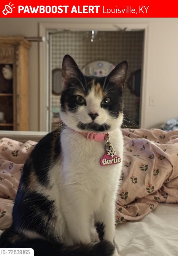 Lost Female Cat last seen Michael Ray and Acme , Louisville, KY 40219