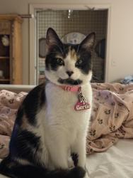 Lost Female Cat last seen Michael Ray and Acme , Louisville, KY 40219