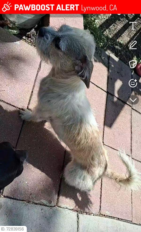 Lost Female Dog last seen Osgood Ave and Martin Luther King Jr Blvd city Of Lynwood Ca , Lynwood, CA 90262