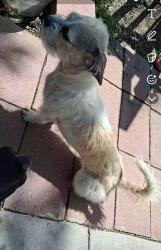 Lost Female Dog last seen Osgood Ave and Martin Luther King Jr Blvd city Of Lynwood Ca , Lynwood, CA 90262