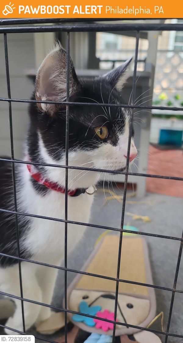 Found/Stray Unknown Cat last seen 7th and Oak Lane Philadelphia , Philadelphia, PA 19126