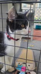 Found/Stray Unknown Cat last seen 7th and Oak Lane Philadelphia , Philadelphia, PA 19126