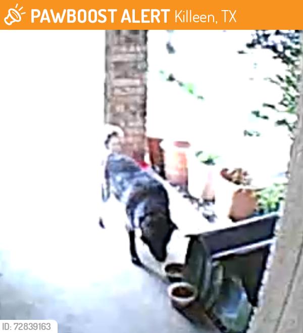 Found/Stray Unknown Dog last seen Ws young area, Killeen, TX 76543