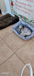 Found/Stray Female Dog last seen International Speedway Bridge Beachside, Daytona Beach, FL 32118
