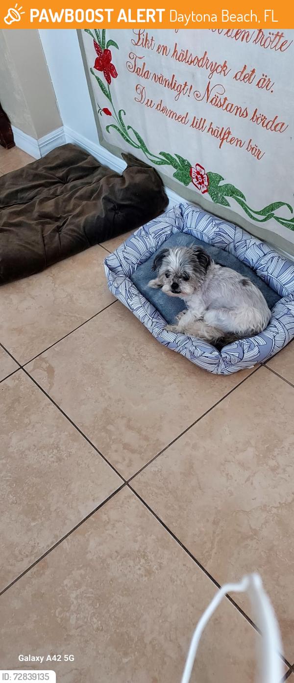 Found/Stray Female Dog last seen International Speedway Bridge Beachside, Daytona Beach, FL 32118