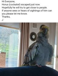 Lost Male Bird last seen Norglen Parade. , Belfast, Northern Ireland 