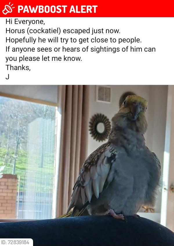 Lost Male Bird last seen Norglen Parade. , Belfast, Northern Ireland 