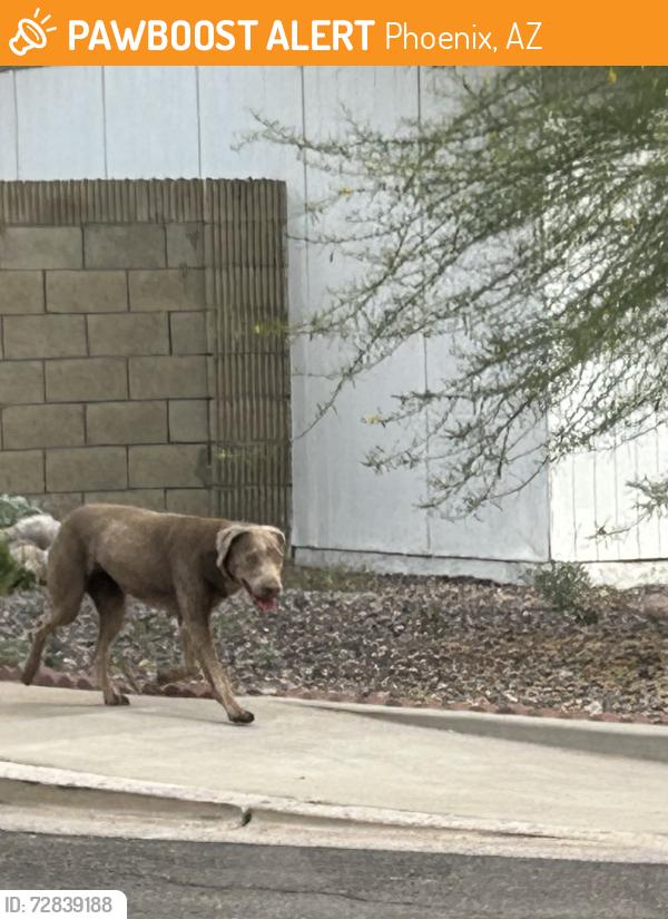 Found/Stray Unknown Dog last seen 40th St / Elliot, Phoenix, AZ 85044