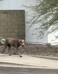Found/Stray Unknown Dog last seen 40th St / Elliot, Phoenix, AZ 85044