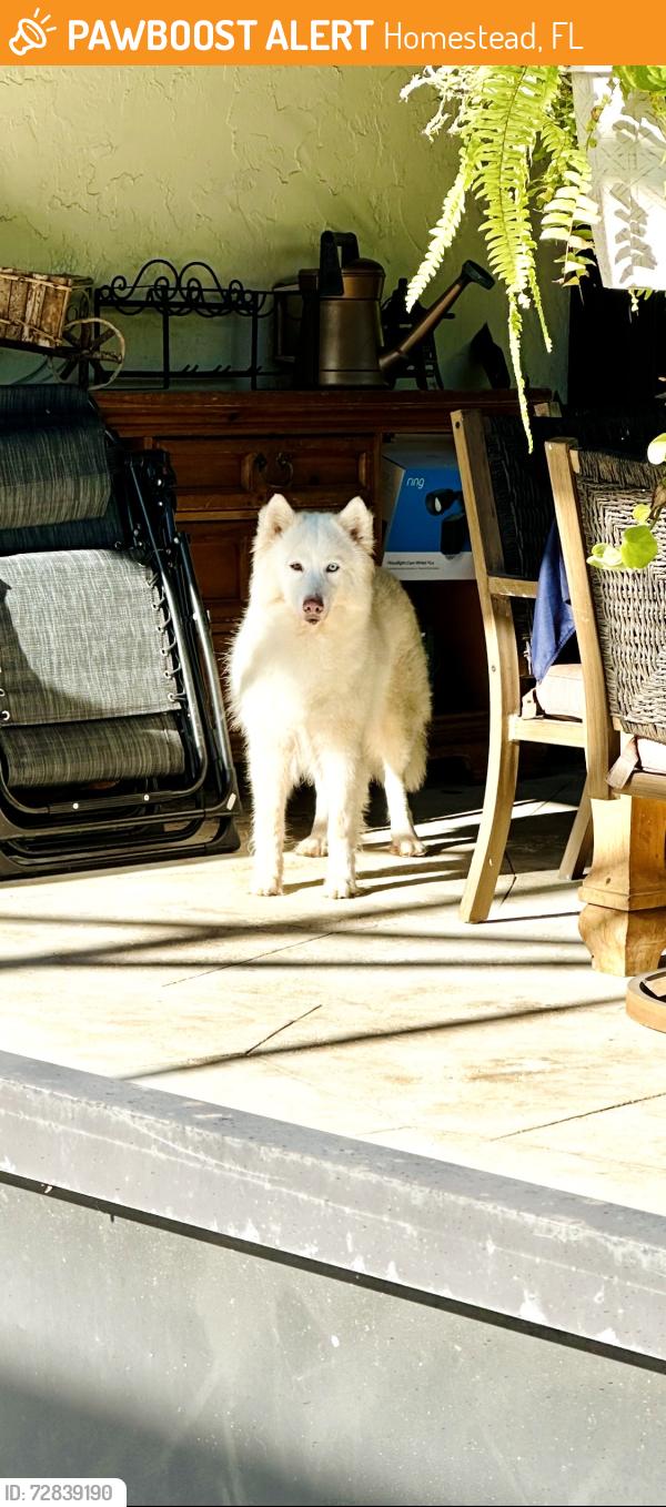 Found/Stray Male Dog last seen Near avenue and 296 st , Homestead, FL 33030