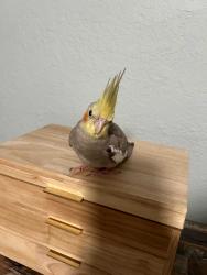 Lost Male Bird last seen NE Savannah Rd, Jensen Beach, FL 34957