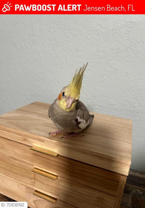 Lost Male Bird last seen NE Savannah Rd, Jensen Beach, FL 34957